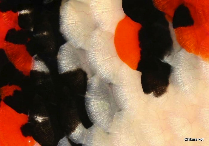 koi schubben
