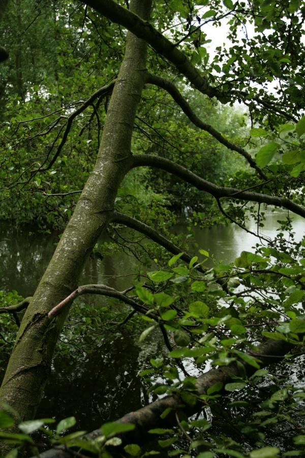 Of een aantal overhangende takken...