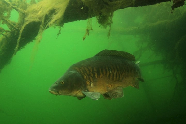 boul 35 Visblad onderwater