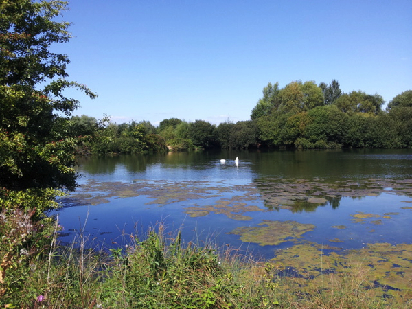 Karpervissen in Engeland 3