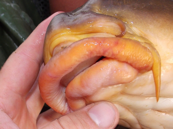 Jordy-Op-T-Hof-bek-in-orde