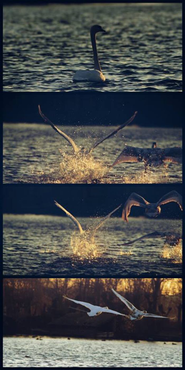 Alweer een meesterwerkje van Peter Vlasveld.