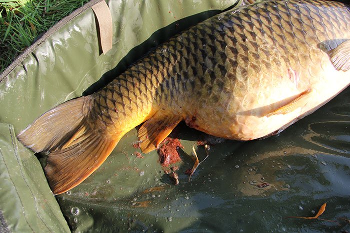 Prachtige doorloop van Strategy Baits Sea Fish & Amino ready mades.