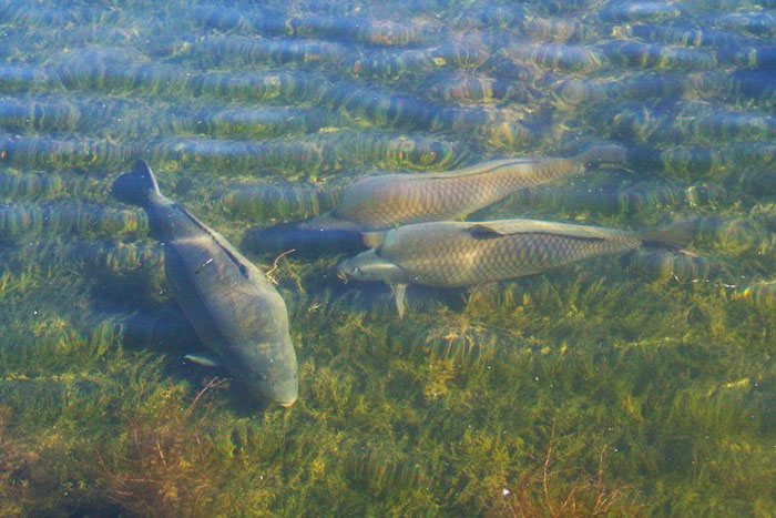 Carp-feeding-inline-lood