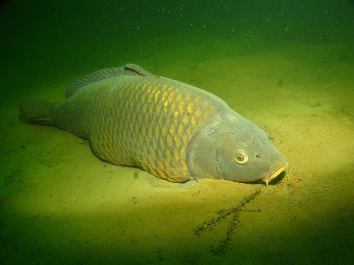 Naarmate het najaar vordert zullen de karpers zich steeds dieper gaan ophouden.