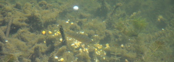 Stekken onder de eigen kant zijn prima te observeren