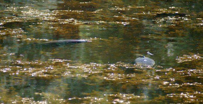 Ze liggen erop, dat is duidelijk!