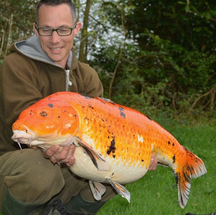 Oefff. Deze Koi staat bij veel vissers op de 'most wanted list'.