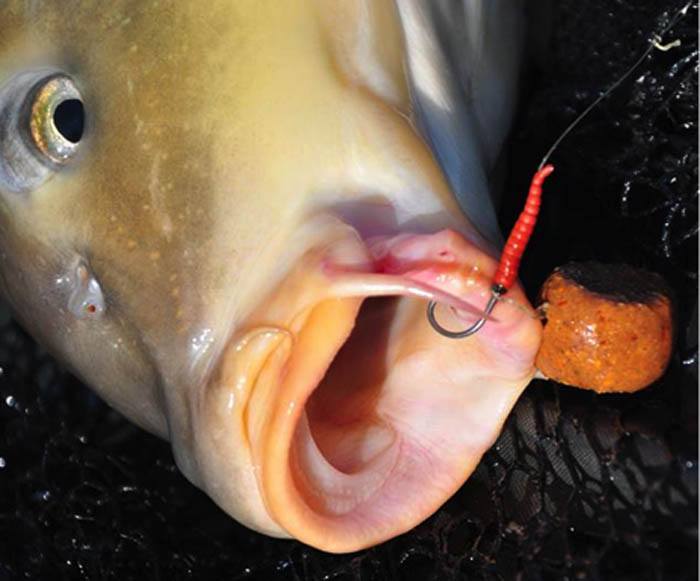 BFP-Baits-mei-boilie-4