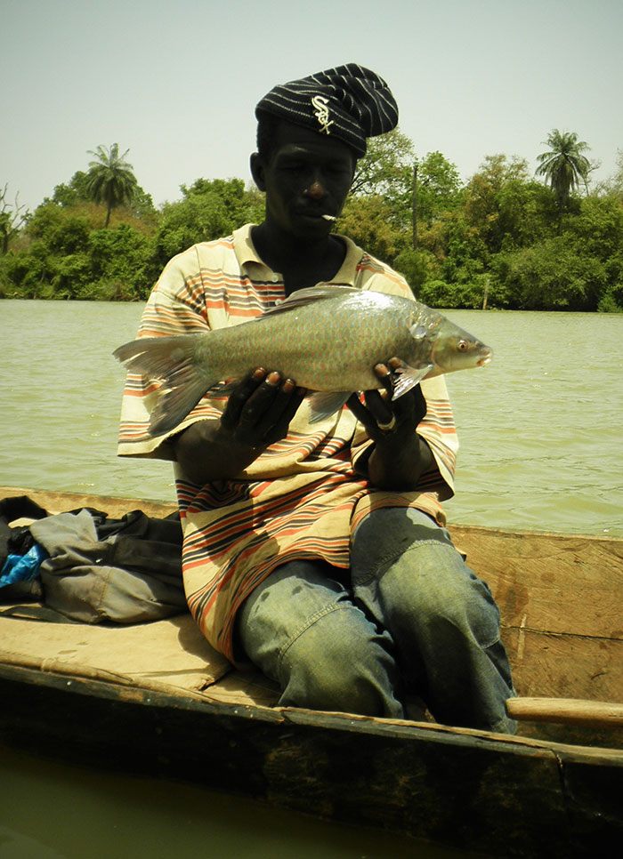 Gambia-karper