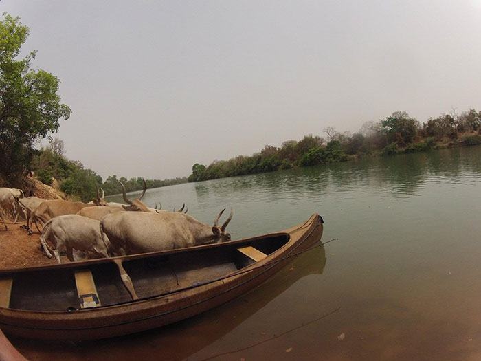 Kevin-de-Zwart-Cows-push-kajak-away