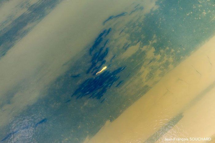 Een prachtige luchtfoto van Jean Souchard, genomen tijdens de paai.