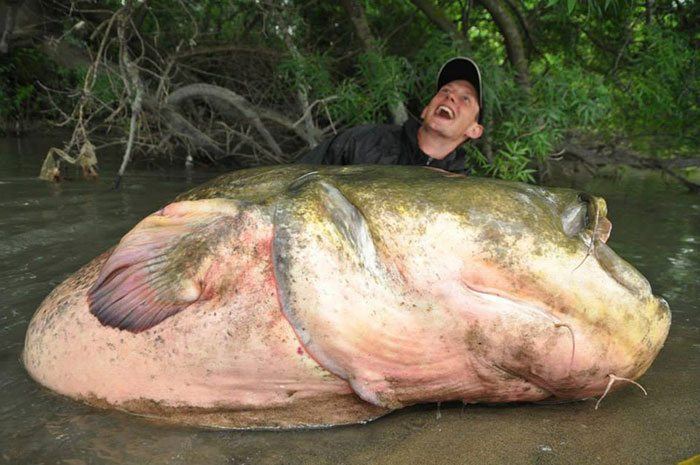 Monster-catfish-1