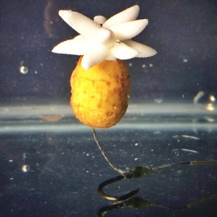 evolution-tackle-tijgers