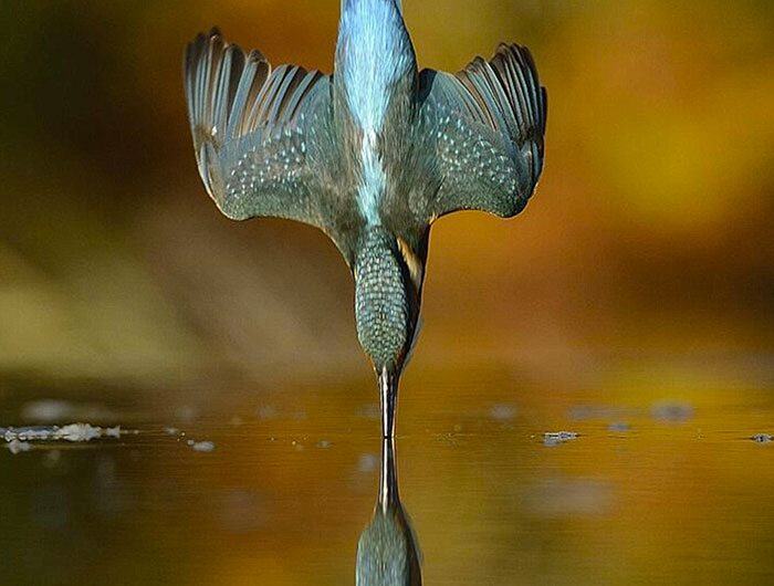 ijsvogel-foto.jpg