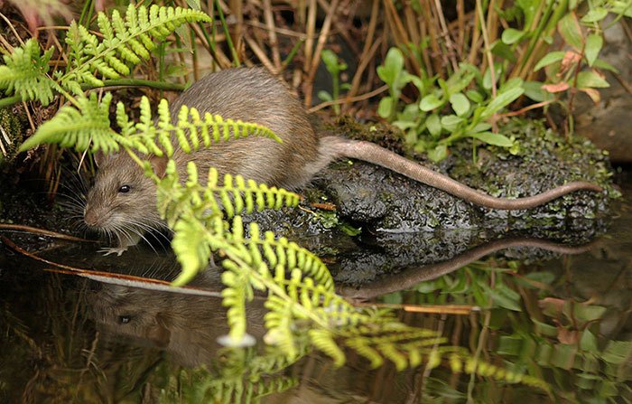 ratten-ziekte-van-weil-4