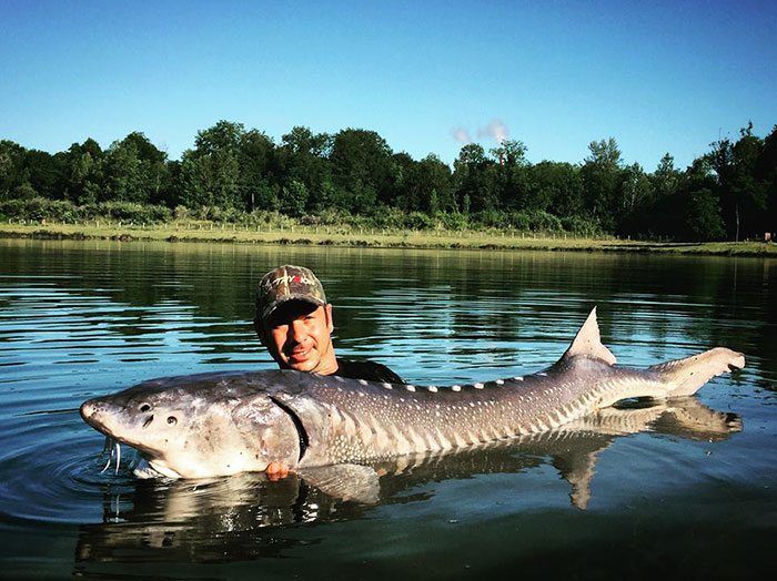 Heb jij een voorliefde voor steuren? Dan is Iktus een bestemming om eens te vereren met een bezoekje.