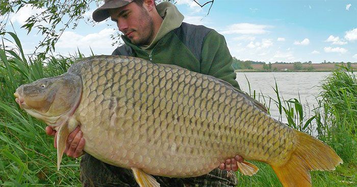 Het karperras dat op Merenye zwemt is fraai en de topvissen zijn om een ringetje door te halen.