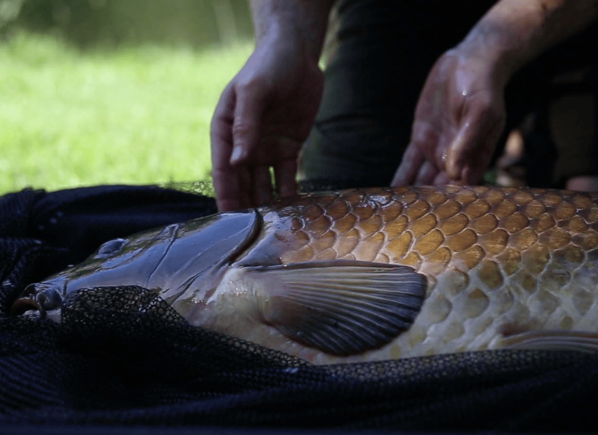 karper-veilig-landen-en-wegen