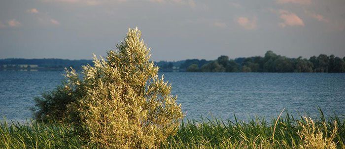 lac-orient-carp
