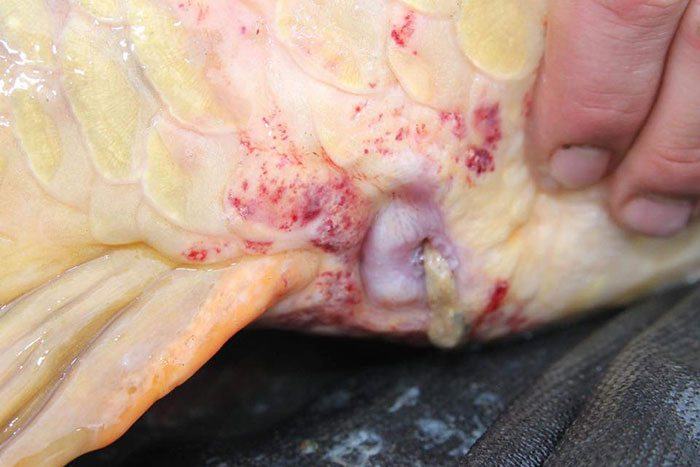 dictator-dream-baits-1