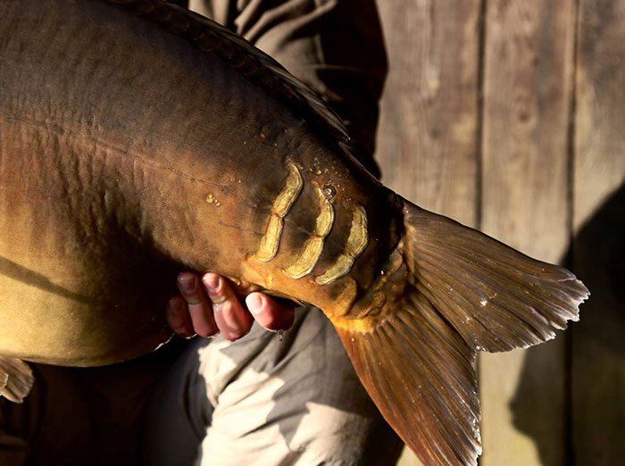 lex-cuyten-slovenie-3