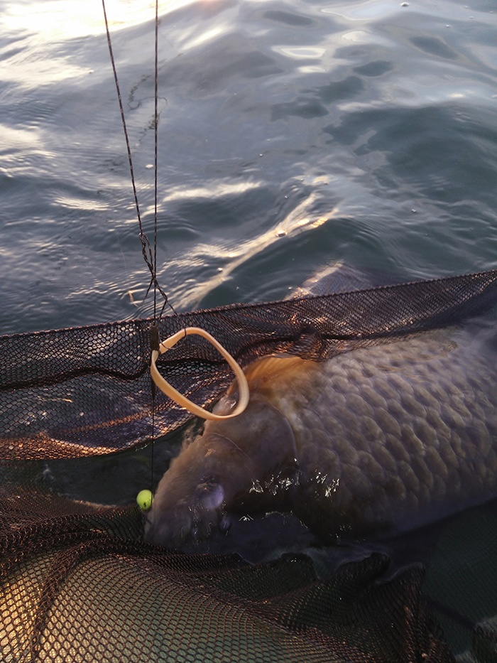 chub-outkast-hengels-michael-aubry4